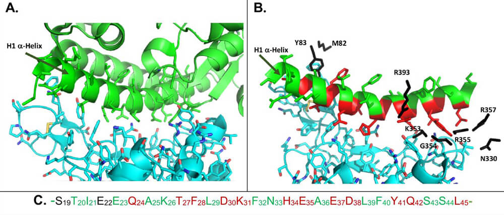 Estructura del complejo entre hACE2 y la proteína de pico de SARS-CoV-2